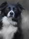 Border Collie (40th Anniversary Image) - Print only