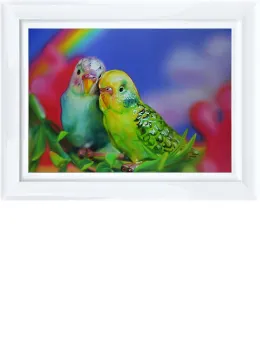 Budgie Love - Framed