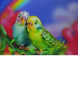 Budgie Love - Print only
