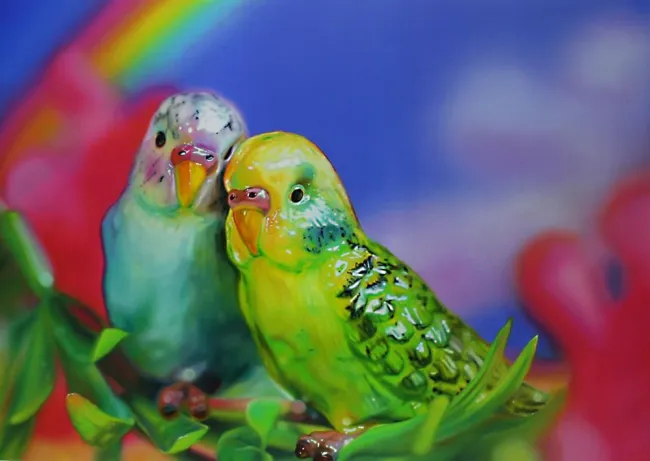 Budgie Love