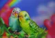 Budgie Love - Print only