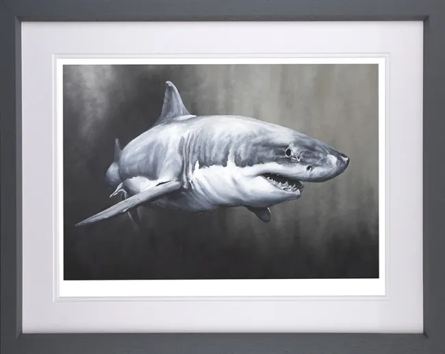 Carcharodon Charcharias