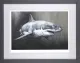 Carcharodon Charcharias - Grey Framed