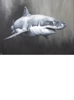 Carcharodon Charcharias - Mounted