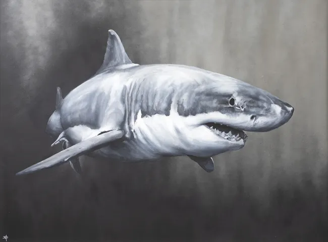 Carcharodon Charcharias