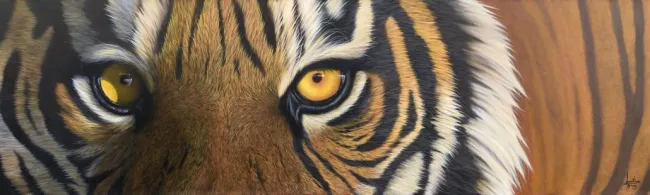 Cats Eyes