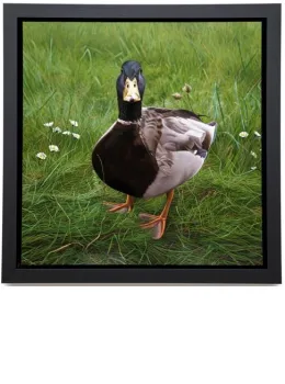 Charlie On Grass - Framed Box Canvas
