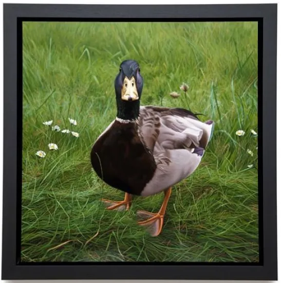 Charlie On Grass - Box Canvas
