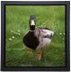 Charlie On Grass - Framed Box Canvas