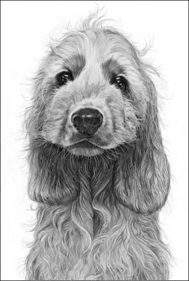 Cheeky Monkey - Cocker Spaniel - Print Cheeky Monkey - Cocker Spaniel - Print