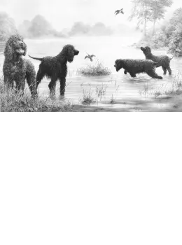 Connemara Encounter - Print