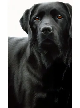 Contrasts - Black Labrador - Box Canvas