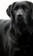 Contrasts - Black Labrador - Dark Wood Framed