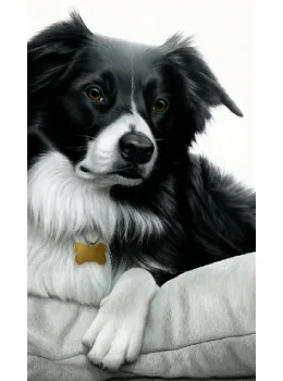 Contrasts - Border Collie - Box Canvas
