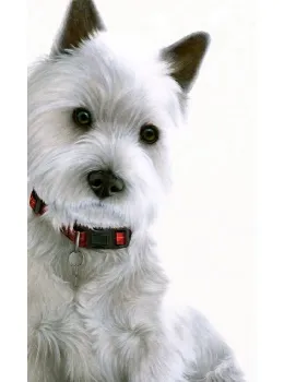 Contrasts - West Highland Terrier - Box Canvas