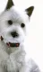 Contrasts - West Highland Terrier - Dark Wood Framed