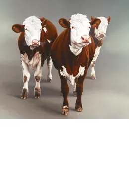 Cow Girls - Canvas - Box Canvas