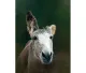 Des - Donkey - Mounted