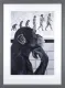 Devolution Of Evolution - Grey Framed