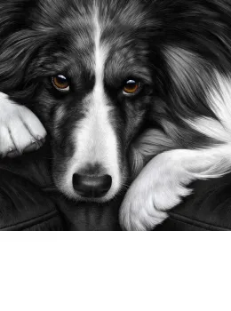 Dog Tired Series - Border Collie - Box Canvas
