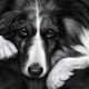 Dog Tired Series - Border Collie - Print