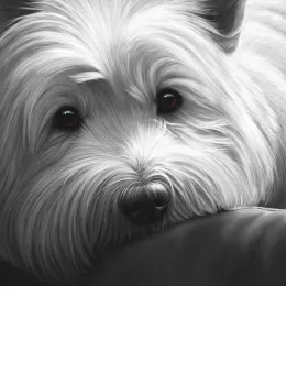 Dog Tired Series - West Highland Terrier - Box Canvas