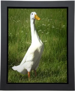Dottie - Framed Box Canvas