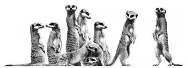 Family - Meerkats - Mounted