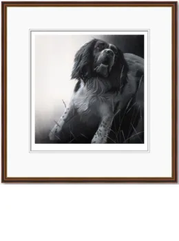 Field Sports - Springer Spaniel - Dark Wood Framed