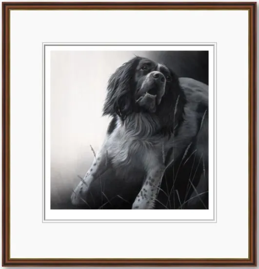 Field Sports - Springer Spaniel Field Sports - Springer Spaniel