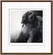 Field Sports - Springer Spaniel - Dark Wood Framed