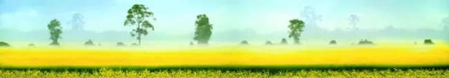 Fields Of Gold