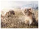 Find Your Way - The Lion King - Mounted