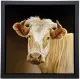 Goldie - Framed Box Canvas