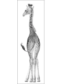 Gorgeous Too - Baby Giraffe - Mounted