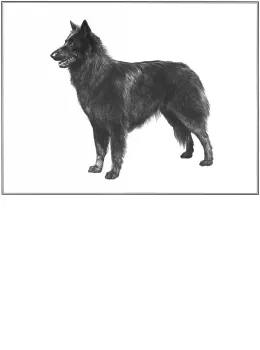 Groenendael - Print
