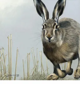 Hare - British Wildlife Series - Original - Framed