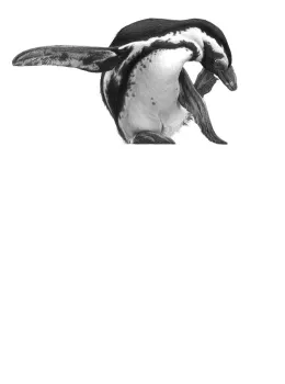 High Kicking - Mounted