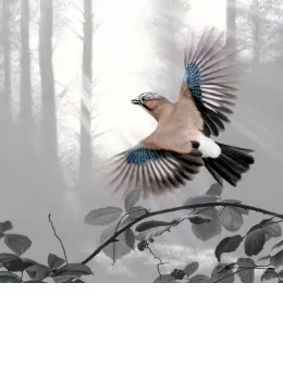 Taking Flight - Jay - Mounted