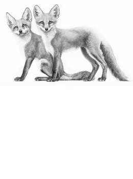 Little Foxes - Mounted