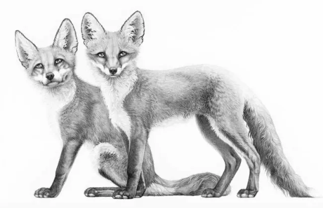 Little Foxes