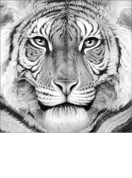 Majesty - Royal Bengal Tiger - Canvas - Box Canvas