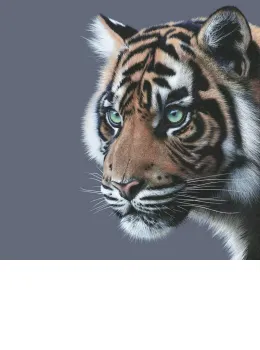 Mesmerised - Limited Edition - Box Canvas