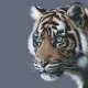 Mesmerised - Limited Edition - Box Canvas
