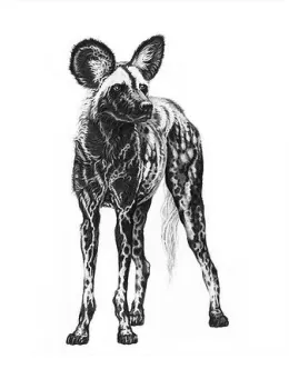 Painted Wolf - Print