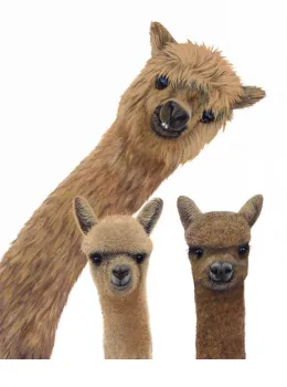Photobombed...AGAIN !!! - Canvas - Box Canvas