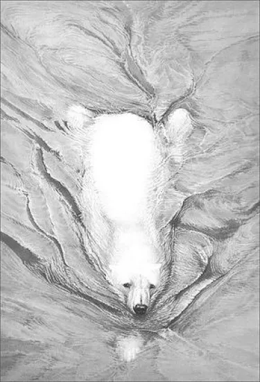 Polar Bear Swimming Polar Bear Swimming
