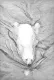 Polar Bear Swimming - Print