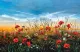 Poppy Love - Limited Edition - Board Only