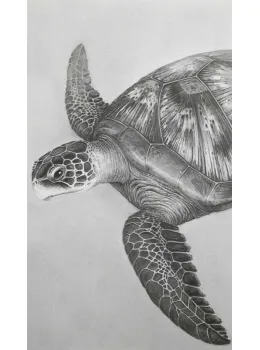 Queen Of Diamonds - Green Turtle - Mounted